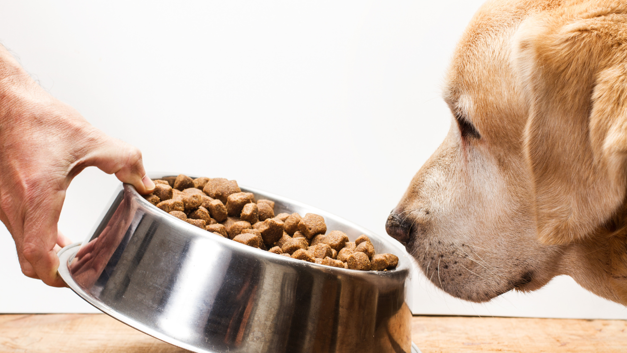 Die 5 größten Mythen über Hundefutter