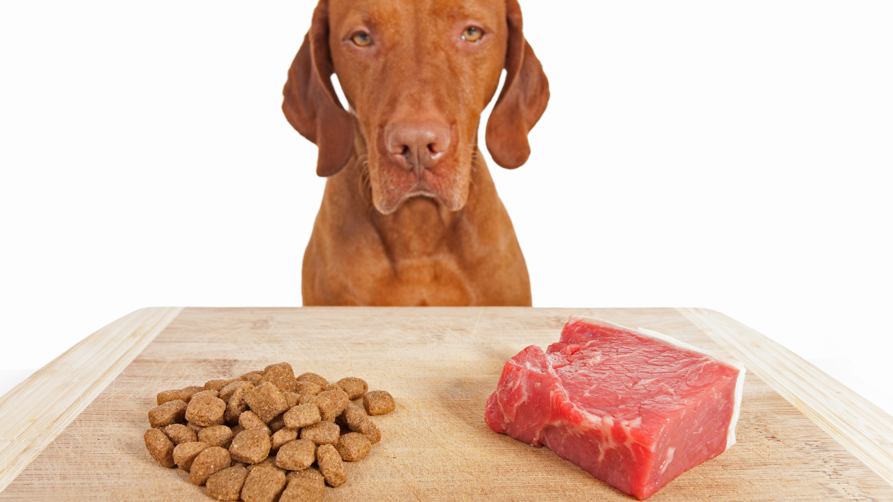 Warum hochwertiges Hundefutter den Unterschied macht