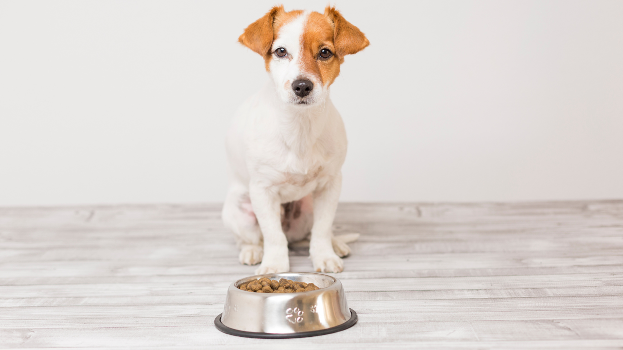 Wie viel Futter braucht dein Hund wirklich?
