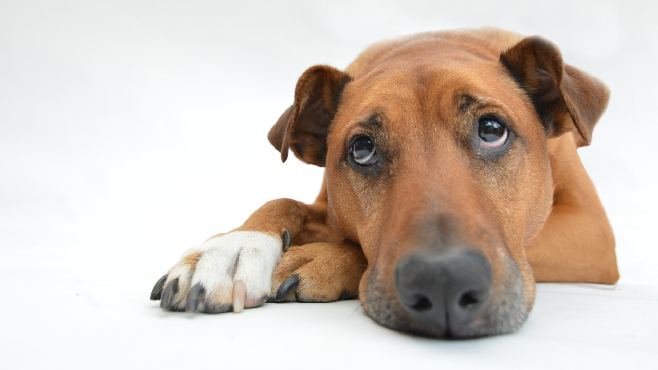 5 Anzeichen, dass dein Hund sein Futter nicht verträgt