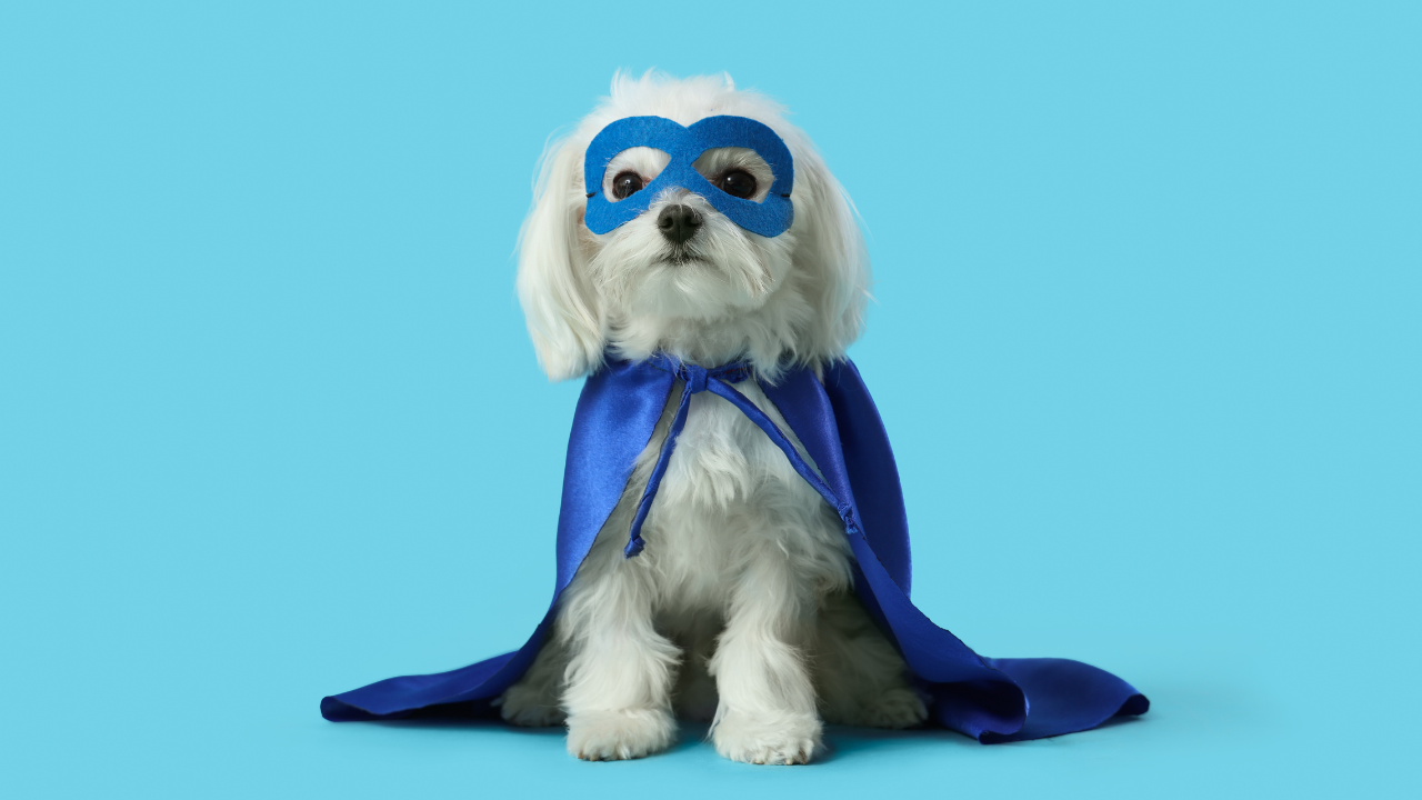 Die 10 besten Superfoods für Hunde – Natürliche Power für deinen Vierbeiner