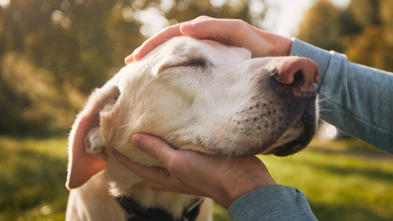 Wie du das perfekte Hundefutter für Senioren findest
